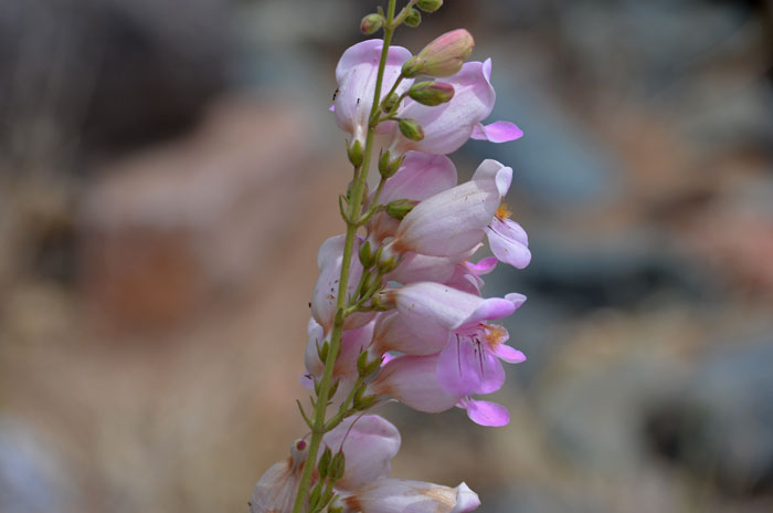 Palmer's Penstemon can have pink, violet or white colored flowers which bloom from March to September. Penstemon palmeri